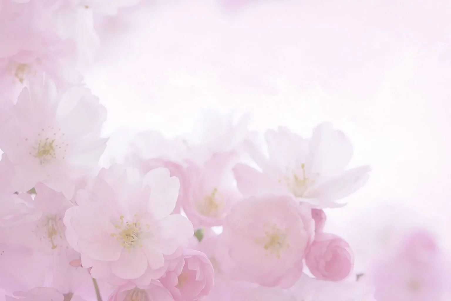 Zarte rosa Blüten auf Hintergrund